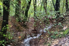 2024-10-09-Taglio-piante-sentiero-407-7