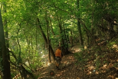 2024-07-17-Taglio-piante-sentiero-11