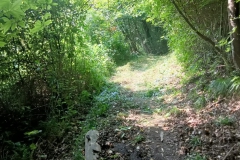 2024-07-17-Taglio-piante-sentiero-6