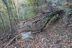 2024-11-02-Taglio-piante-sentiero-del-Giusi-1