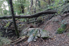 2024-11-02-Taglio-piante-sentiero-del-Giusi-2