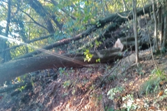 2024-11-02-Taglio-piante-sentiero-del-Giusi-3