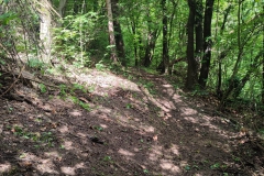 2024-05-08-Taglio-piante-Valmarina-e-Sentiero-dei-cacciatori-1