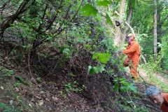 2024-05-08-Taglio-piante-Valmarina-e-Sentiero-dei-cacciatori-12