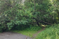 2024-05-08-Taglio-piante-Valmarina-e-Sentiero-dei-cacciatori-14