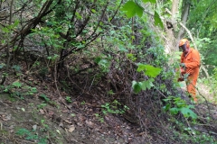 2024-05-08-Taglio-piante-Valmarina-e-Sentiero-dei-cacciatori-5